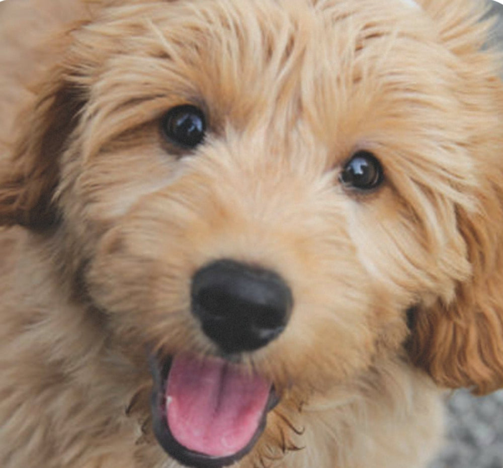 Golden Retriever Puppy Mouse Pad (Rectangle)